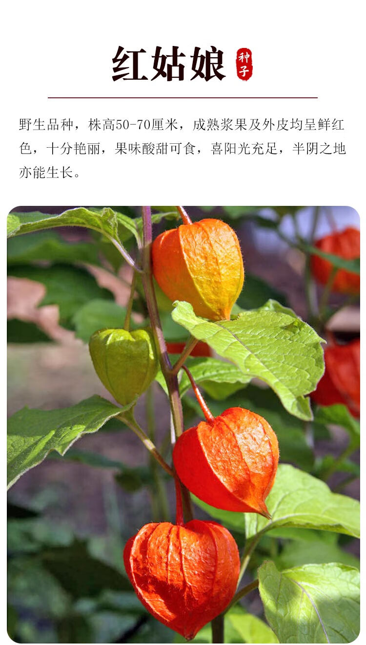 东北姑娘果灯笼果种子种籽红甜大黄菇娘苗水果四季盆栽树苗果苗孑 红