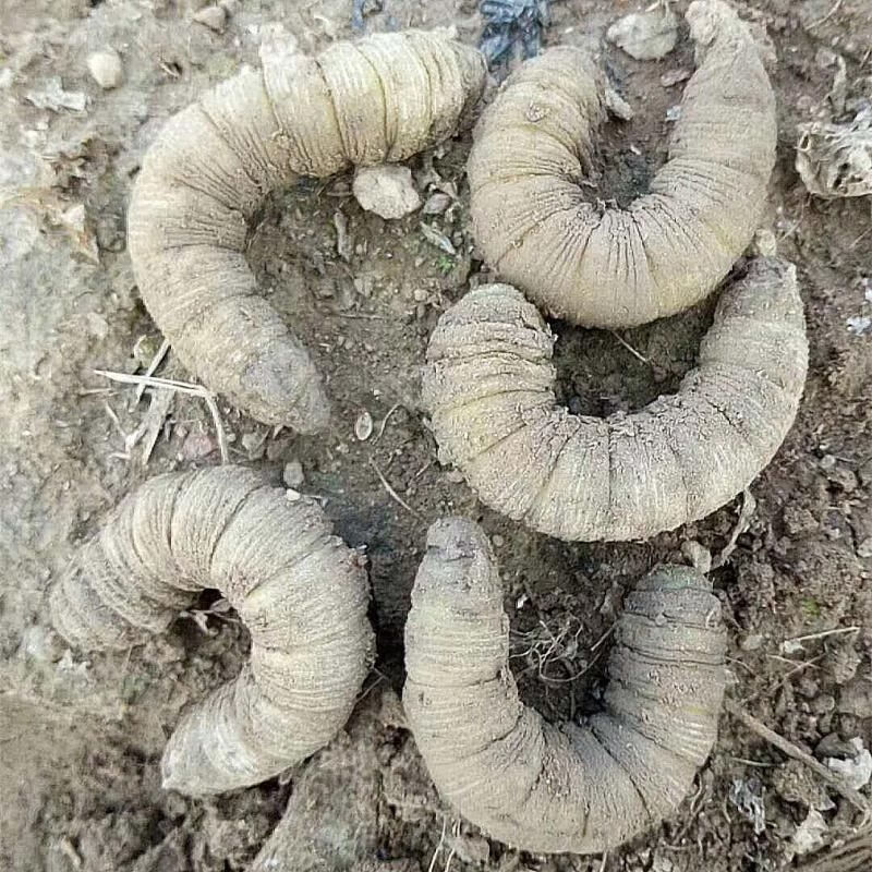 入土活豆虫新鲜下蛰豆虫 活体豆丹老虫豆青虫 豆虫大豆虫 入土豆虫洗