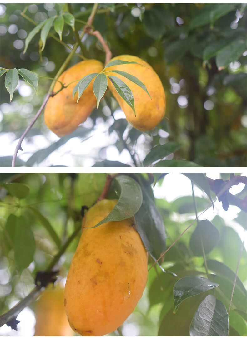 野果九月黄9九月瓜新鲜现摘拿藤果牛卵坨当季水果整箱 1斤 精选大果