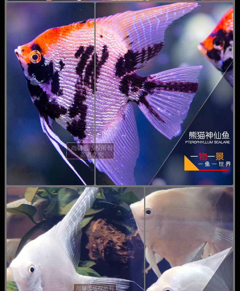 观赏鱼神仙鱼燕鱼红头三色水族云石秘鲁群游热带鱼淡水活体随机神仙鱼