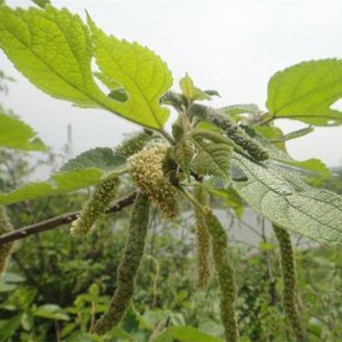 新鮮構樹穗多規格山區新鮮構樹穗深山構穗農家美味蒸野菜構絮構樹花構