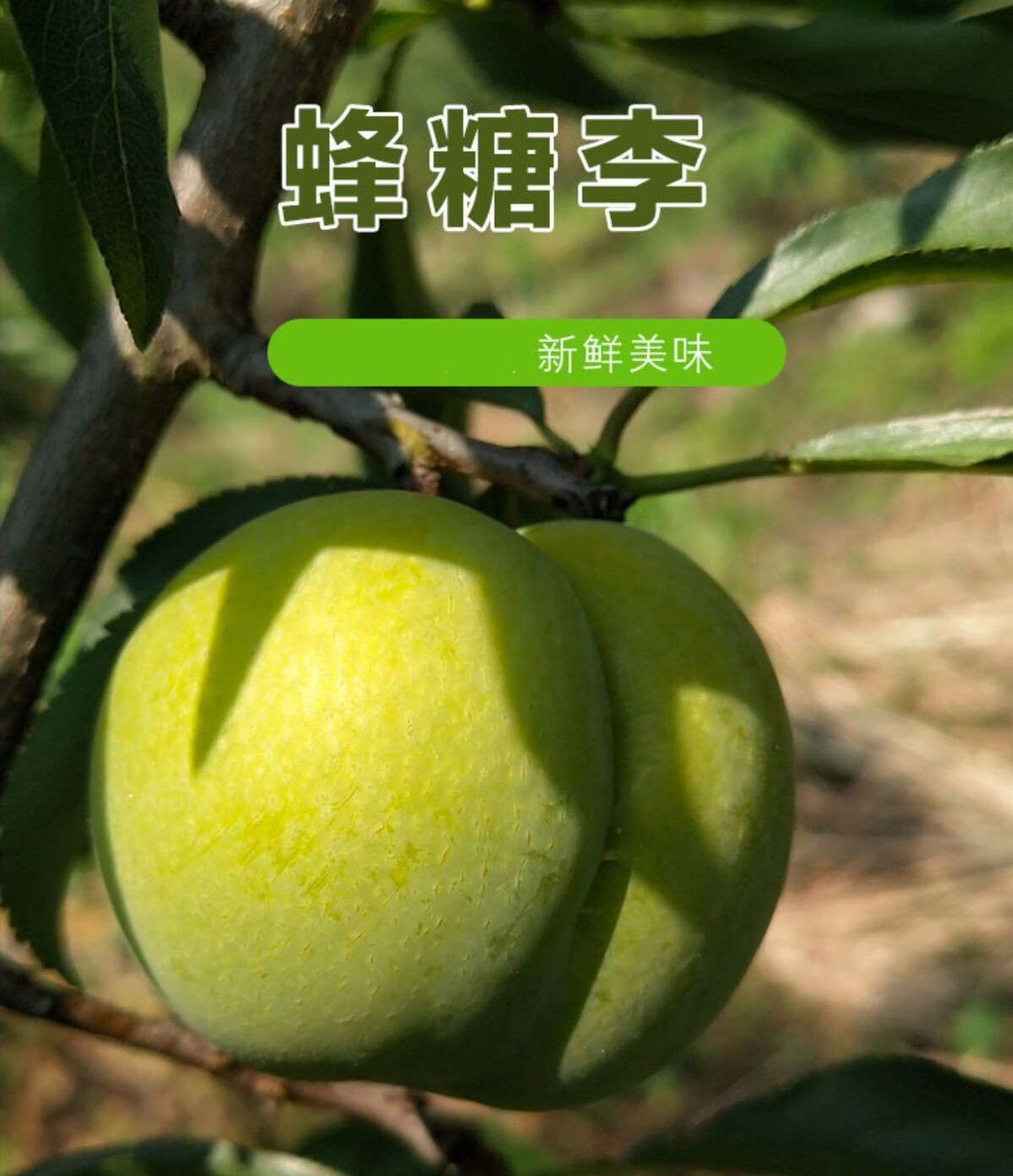 孕妇甜蜂糖李子 6斤(大果)礼盒装【图片 价格 品牌 报价】-京东