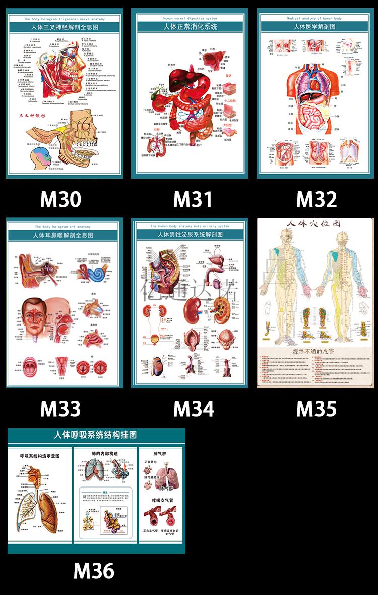 定製人體解剖五臟六腑圖結構示意圖譜骨骼大掛圖全身器官掛畫家用海報