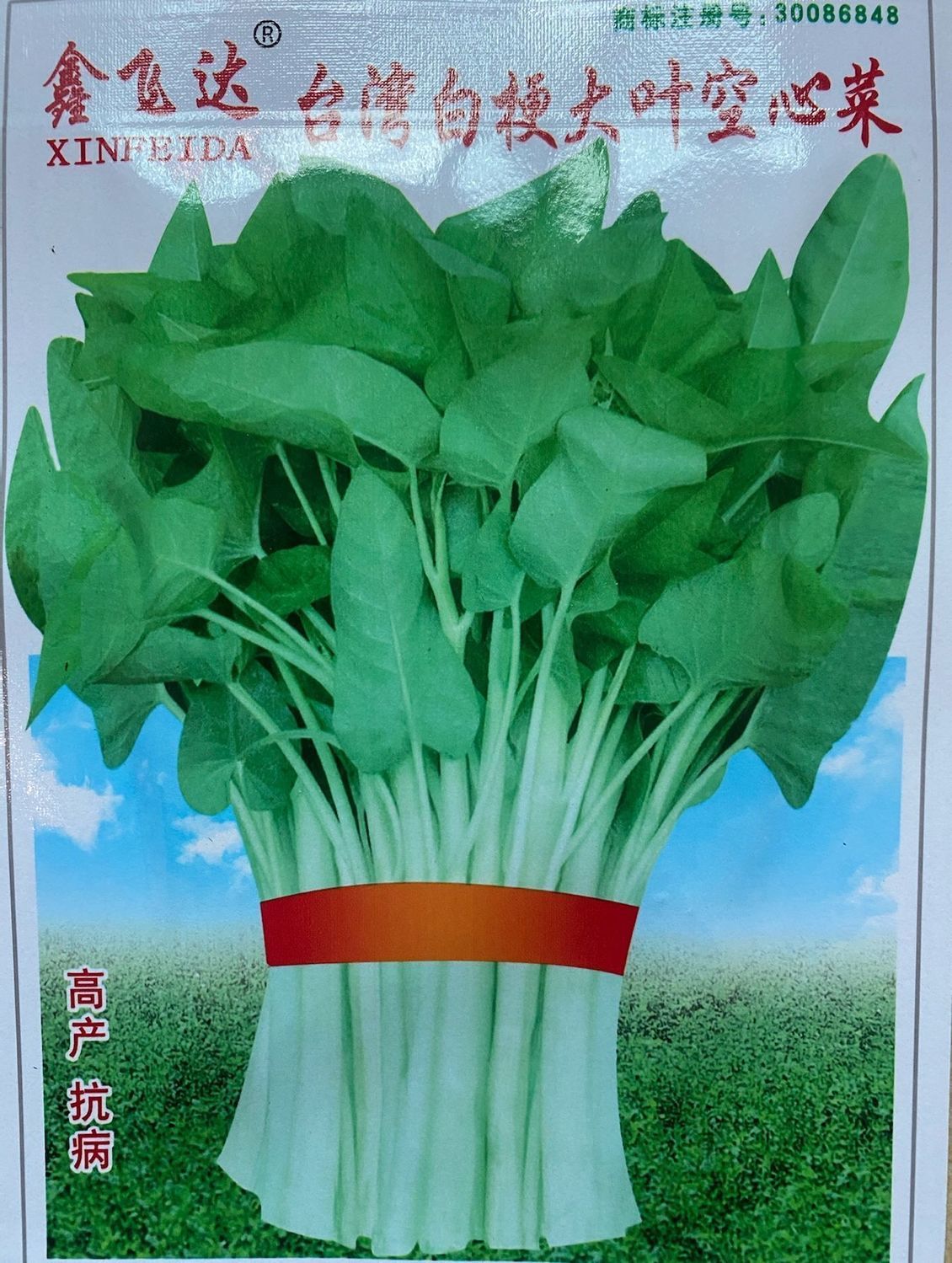 种子白梗大叶通心菜种子原包装四季播白空心菜 白梗大叶空心菜种子