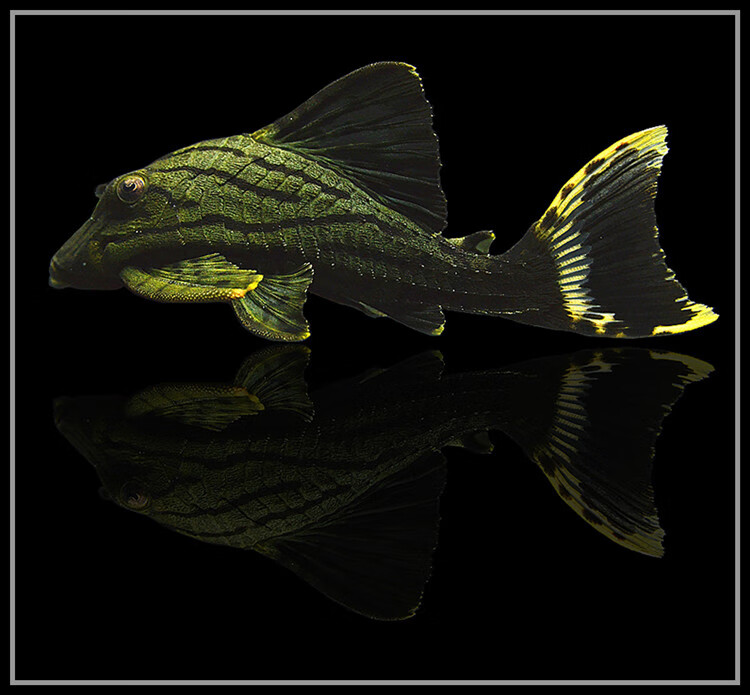 绿皮皇冠豹异型鱼活体白金哥白哥绿蓝眼皇冠豹钻石金线幽灵皇冠豹  l