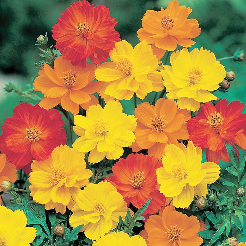 颜色分类 萌吖吖硫华菊矮杆混色约180粒;包装方式 厂家封装;是否进口