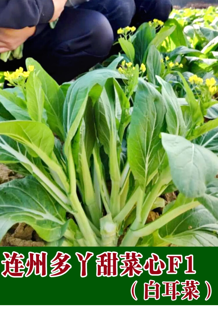 连州多丫甜菜心种子多枝多芽百耳菜种农家蔬菜种孑增城迟菜心种籽