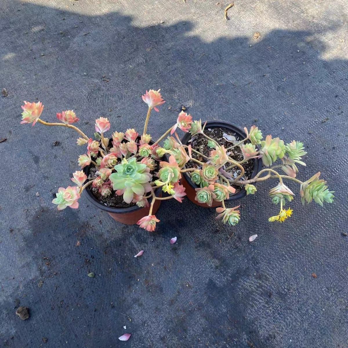 圆叶薄化妆云南多肉植物带盆土发货老桩多肉云南基地直接发货 120#圆