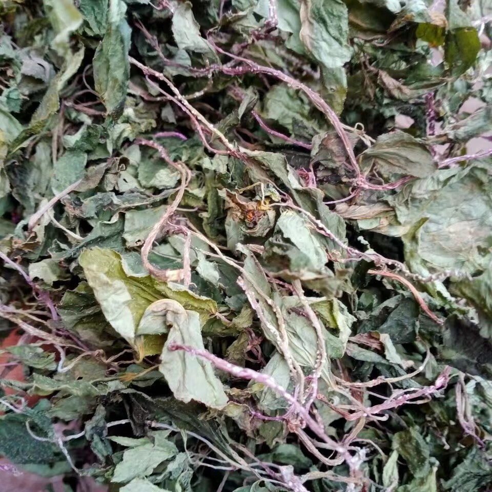 风柜斗草伟博贵州纯野生1斤风柜斗草干货500克风鼓草风谷草红杆风骨草