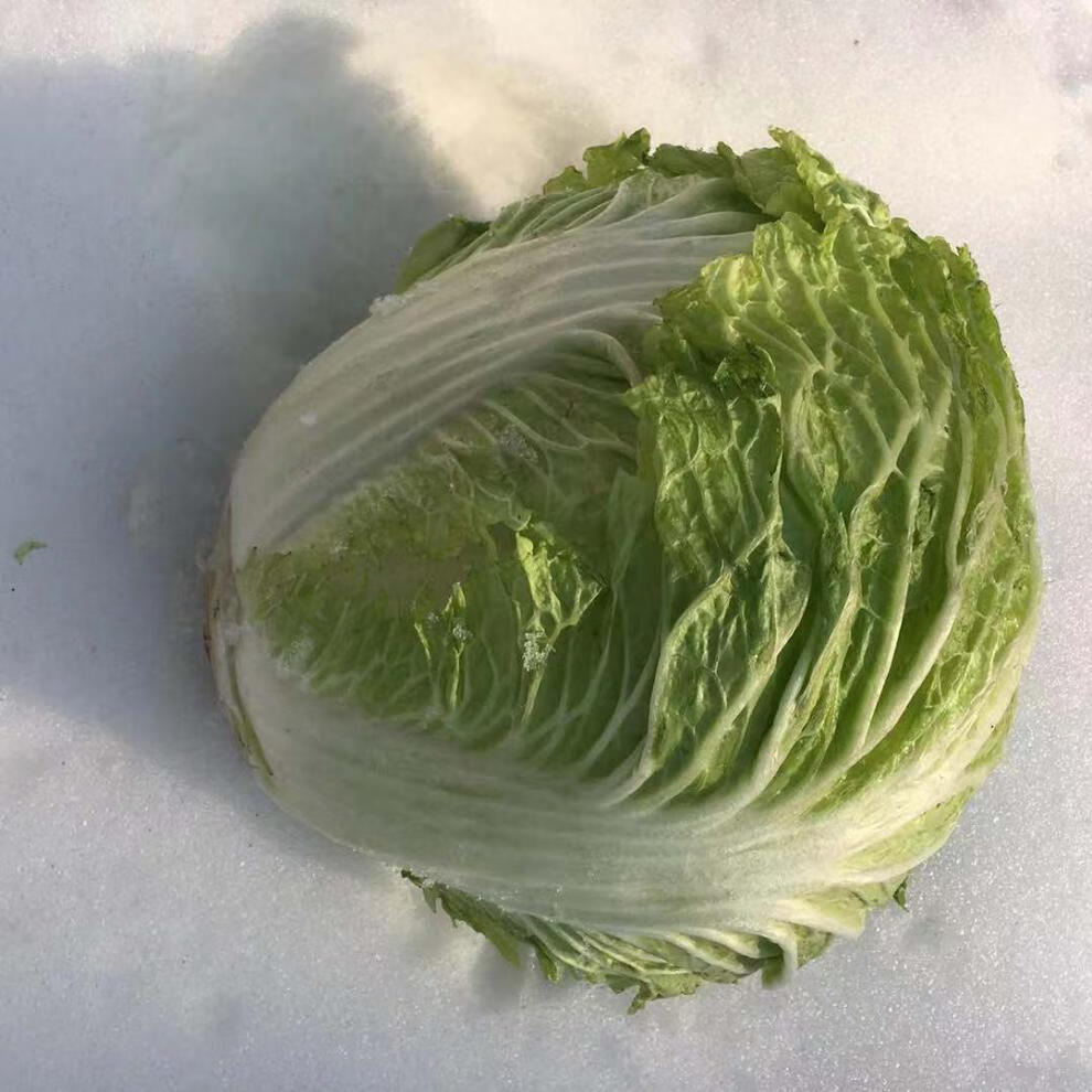 大白菜新鲜蔬菜5斤黄心白菜圆白菜口感偏甜免洗白菜2500g