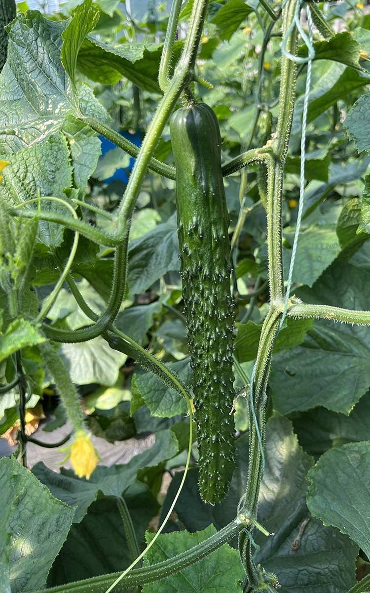 高产黄瓜种子苗籽种青瓜旱小蔬菜种籽菜苗孑老秧嫁接秧苗大全春中寿35