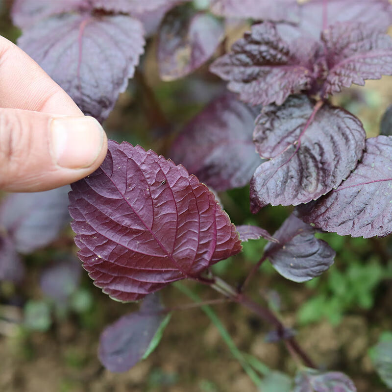 野生紫苏苗红苏双面紫苏种苗紫苏种苗食用香紫苏炒田螺鱼生种子 双色