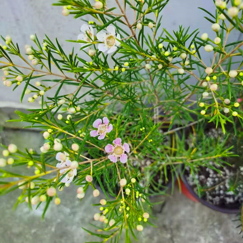 進口澳洲臘梅盆栽 澳梅陽臺多年生觀花植物風蠟花淘金彩梅花3顏色 松