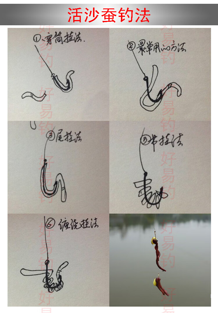 活饵 红沙蚕 海蜈蚣 海蚯蚓 海蚂蝗 红青虫 海钓