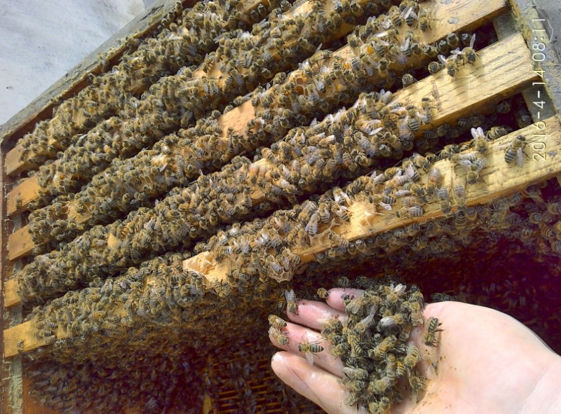 洪德兴蜜型高产蜂王图片