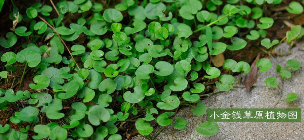 金錢草野生四川小葉金錢草野生500克野生小葉金錢草馬蹄金茶伊梵麥