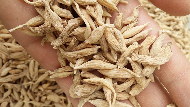 【官方旗舰】四川麦冬新挖晒干中药材绵阳山坡自然生长250g【优选】