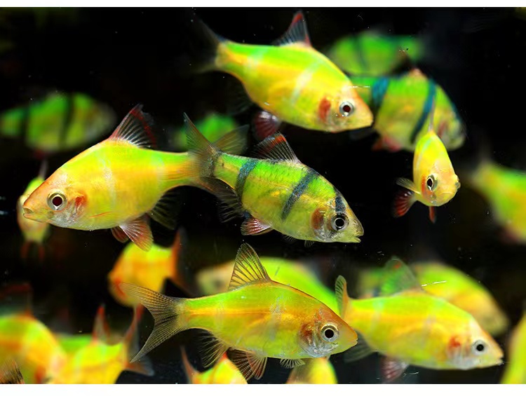 虎皮鱼四间鱼入门及观赏鱼淡水热带鱼大帆荧光绿懒人鱼耐寒活体水财神