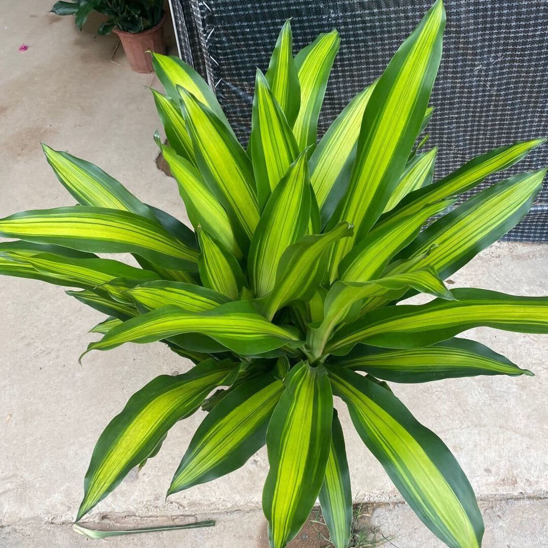 金心也门铁图片(金心也门铁开花图片)