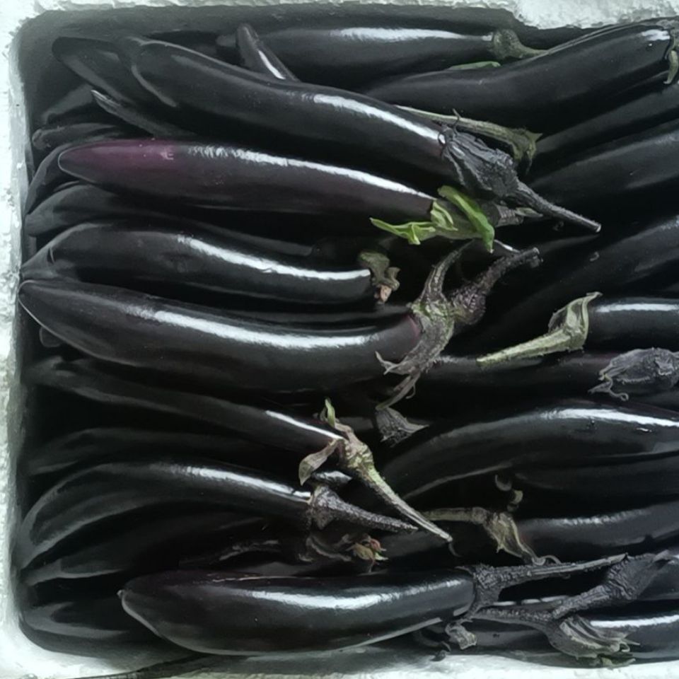 东北现摘紫茄子紫裤农家自种紫茄子紫皮茄子长茄子可生吃批发1斤