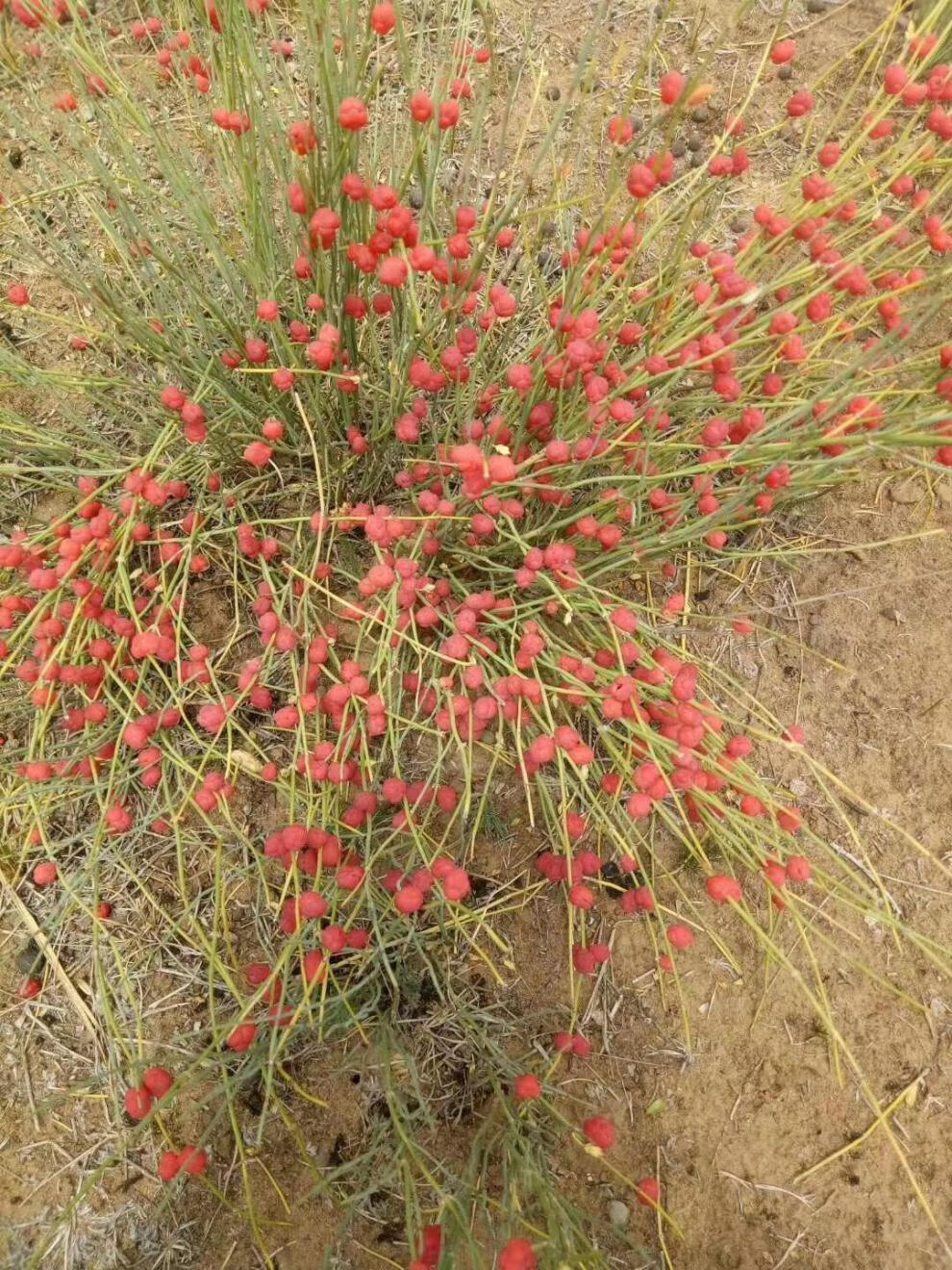 【官方旗舰】生麻黄根内蒙道地药材 350克【图片 价格 品牌 报价】