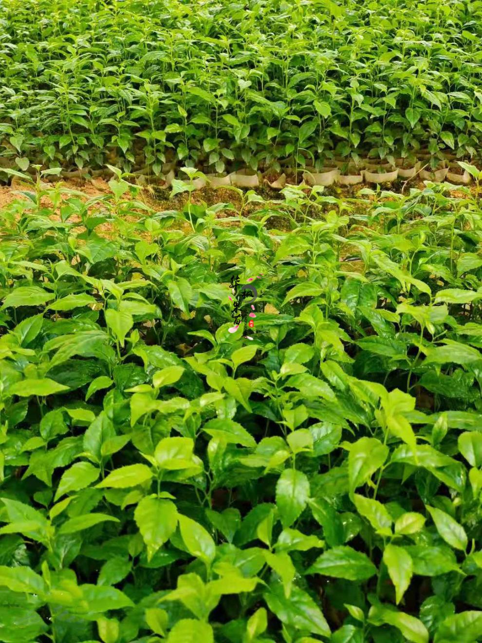 广西正宗岗梅称星树土甘草天星木百解茶山梅根树苗营养袋苗 岗梅苗买