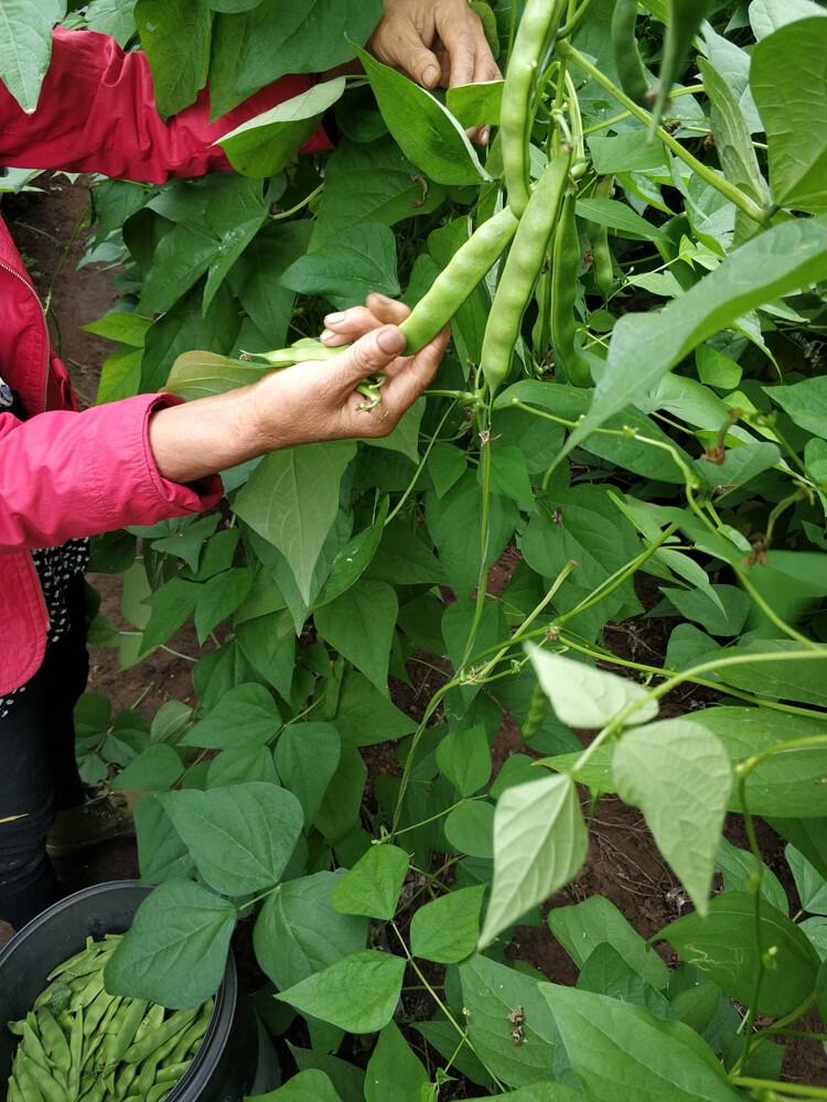松永制果东北油豆角 农家新鲜蔬菜特产九月青开锅烂现摘fei一点红豆角