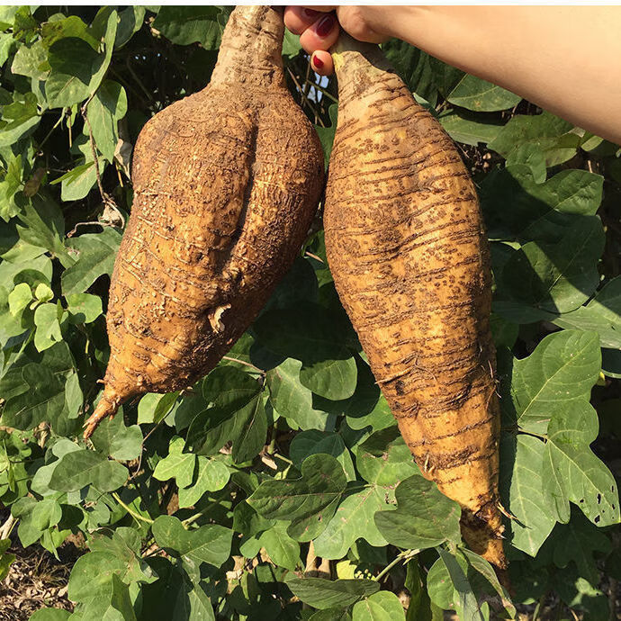 广西藤县和平粉葛新鲜蔬菜水果葛根粉片葛煲汤无渣生鲜粉葛批发 新鲜