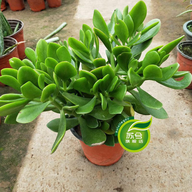 多肉植物 三色花月玉树 玉树盆栽苗 金枝玉叶大 厚脸皮景天树客厅花卉