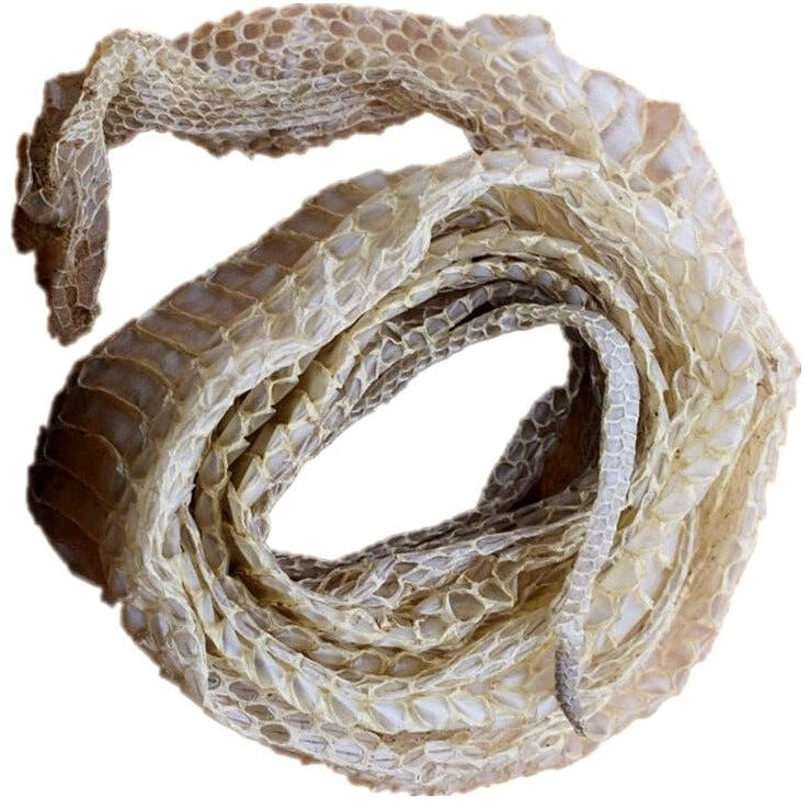 一整条有头有尾蛇蜕 蛇退龙衣蛇皮长虫皮 青龙衣 蛇壳 中药材店铺