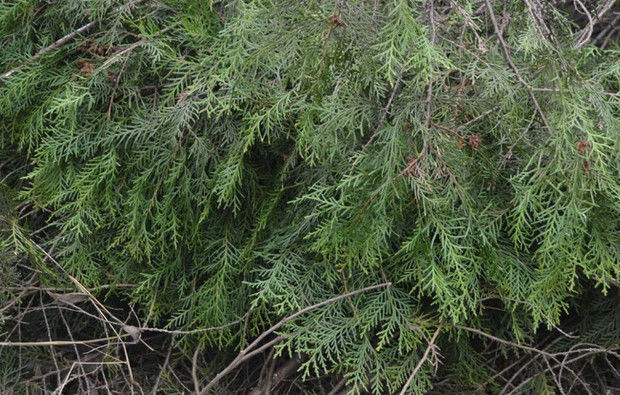 北京同仁堂秦嶺野生新鮮側柏葉 中藥材扁柏葉植物烏髮養髮洗髮內廷上