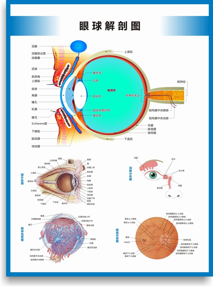 解剖图结构图眼球的构造眼睛穴位按摩眼保健操眼科海报挂图 眼底示意