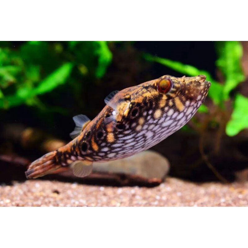 【京选推荐】毛毛狗头斑马狗头迷你淡水热带鱼潜水艇凶猛观赏鱼活体 2