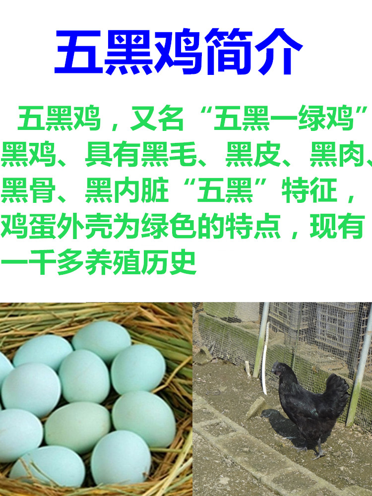 快下蛋高产绿壳蛋鸡花毛五黑鸡乌鸡乌骨鸡五黑一绿鸡包活到家