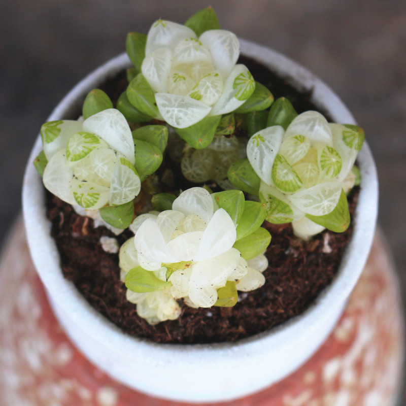 云南花卉高级盆栽冰魄玉露锦多肉植物稀有品种室内美观 简易塑料盆