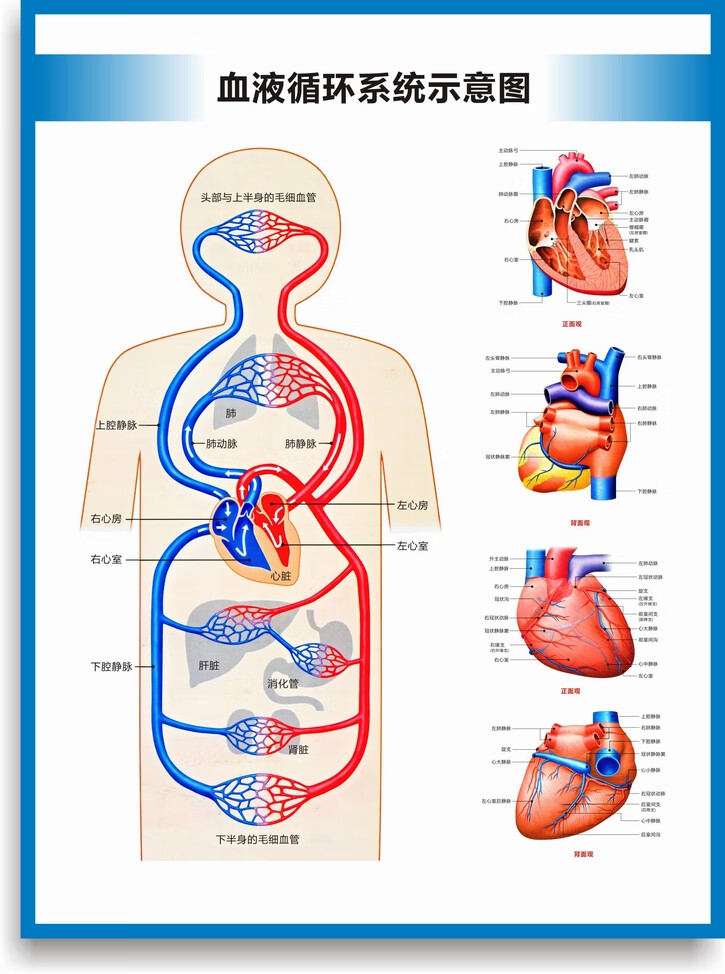 心脏构造图心脏结构图心脏解剖图人体血液循环系统图诊所医院挂图心脏