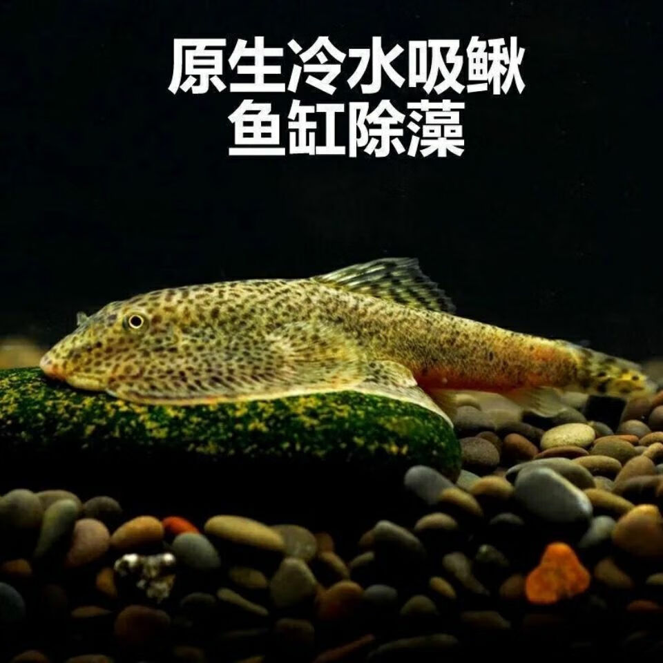 爬岩鳅吸鳅除藻缸壁清洁观赏鱼清道夫双吸盘溪流冷水鱼贵爬琵琶鱼