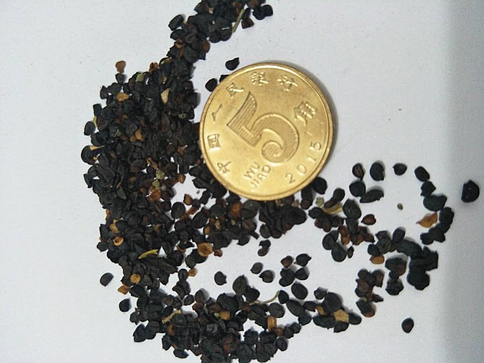 蝶遇 户外多年生花籽矮杆花卉种子混色五彩石竹庭院花种籽花草 混合