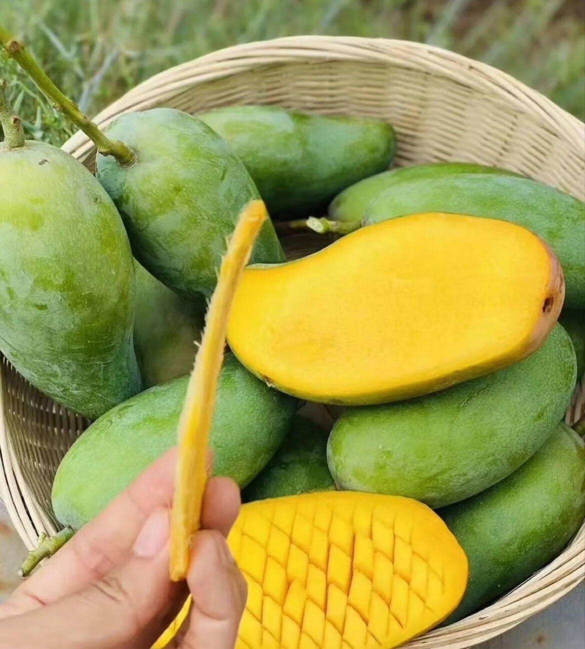四川攀枝花金煌芒当季新鲜热带水果甜心芒果水仙芒大青芒果时令水果10