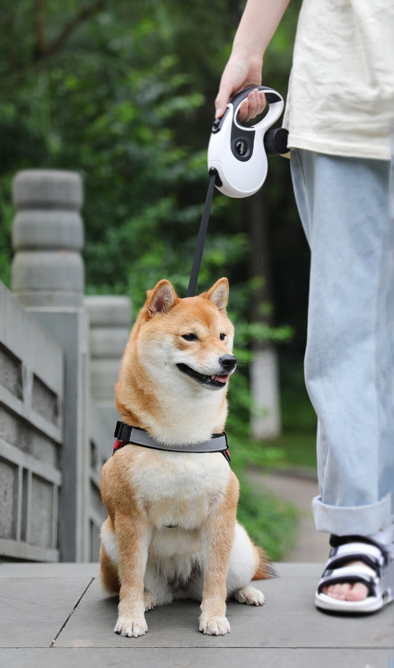 柯基犬斗牛犬柴犬吉娃娃雪纳瑞牵引绳狗绳狗狗自动伸缩牵引绳泰迪金毛