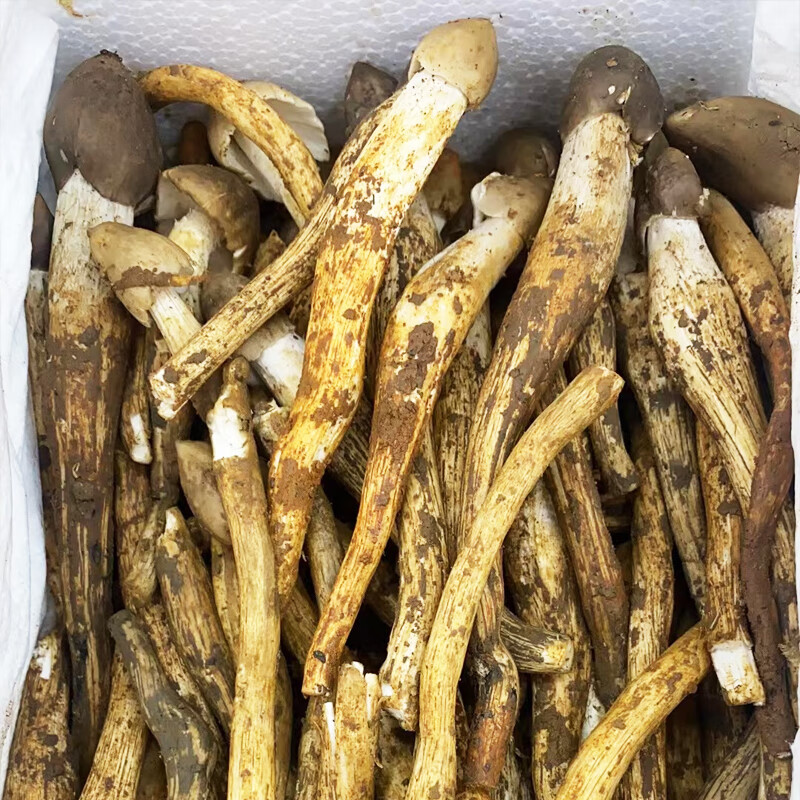 荔枝菌野生菌天然食用菌珍贵山珍五月菌菇鸡枞增城特产 头 500g【图片