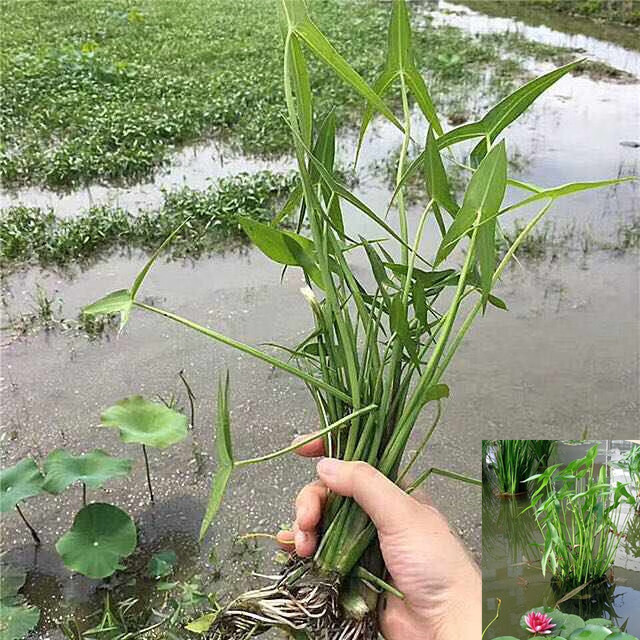 水生植物慈姑种苗 慈姑草茨菇苗花卉燕尾草 鱼缸池塘种植水生花卉