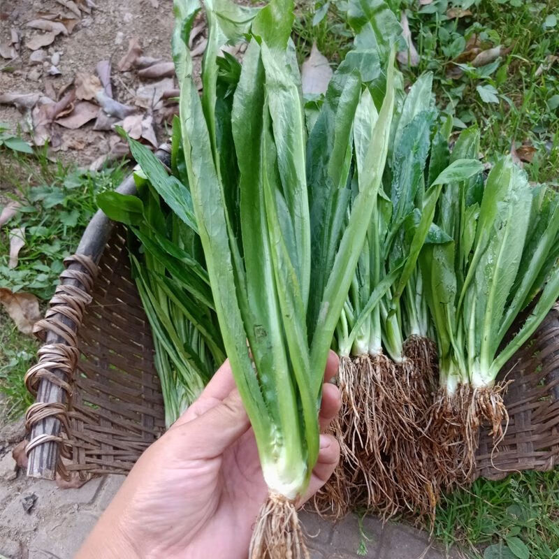云南新鲜大芫荽老缅芫荽苗泰国香料刺芫荽刺芹大芫茜越南香菜2斤带根