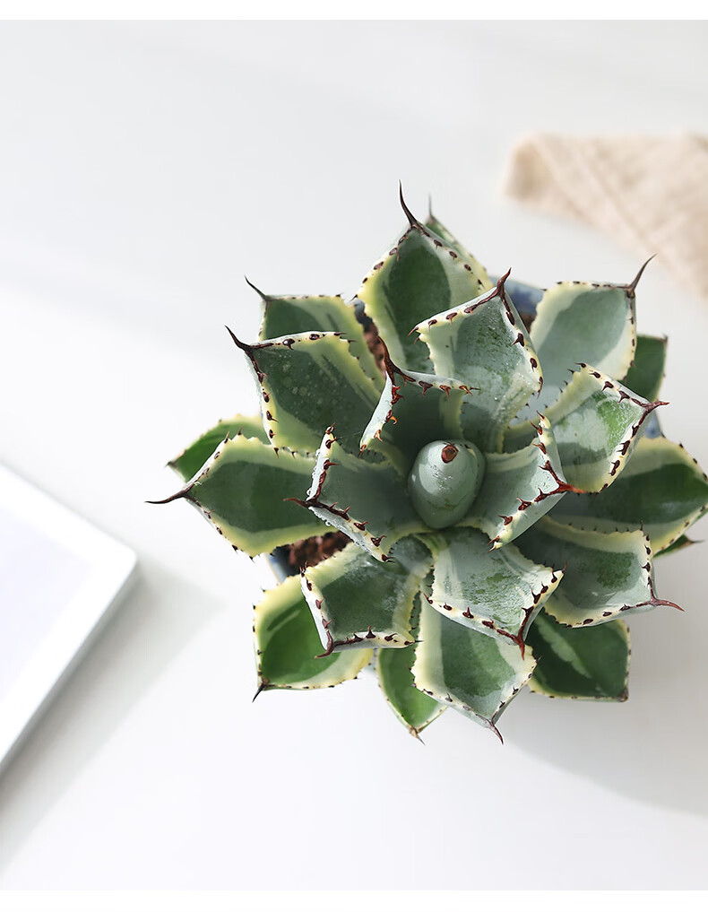 植物大颗老桩稀有品种花卉好养活 吉祥冠锦/直径12-15cm【青空陶】 含