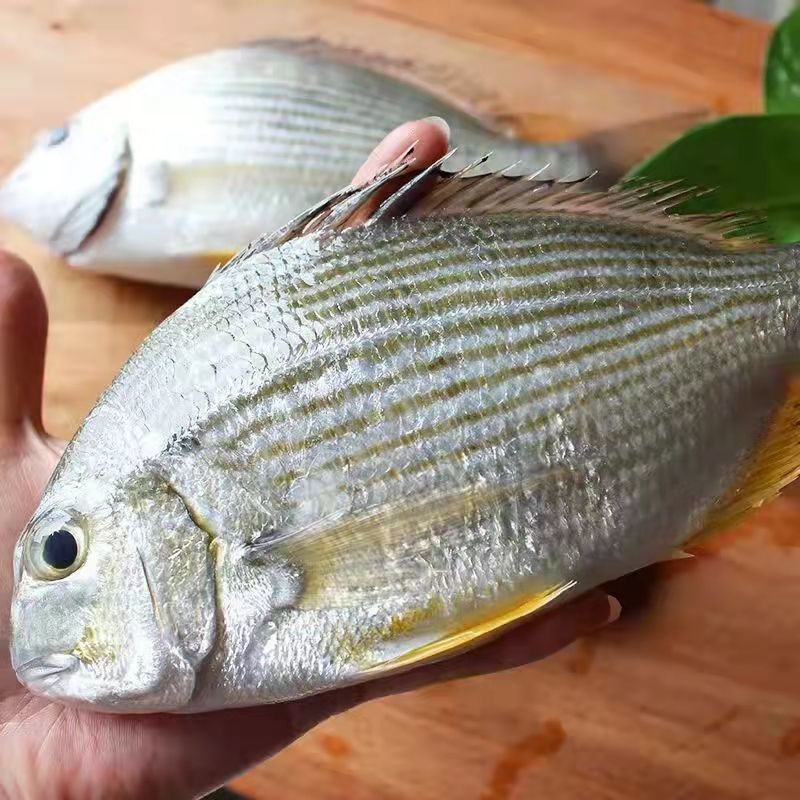 斓维品 黄翅鱼黄立鱼新鲜海捕海鲜水产活冻黄翅 黄翅鱼3斤共3条【图片