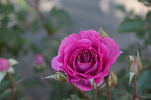 欧月大花灌木庭院四季开花绿植盆栽花卉月季蔷薇玫瑰花苗 天方夜谭(特