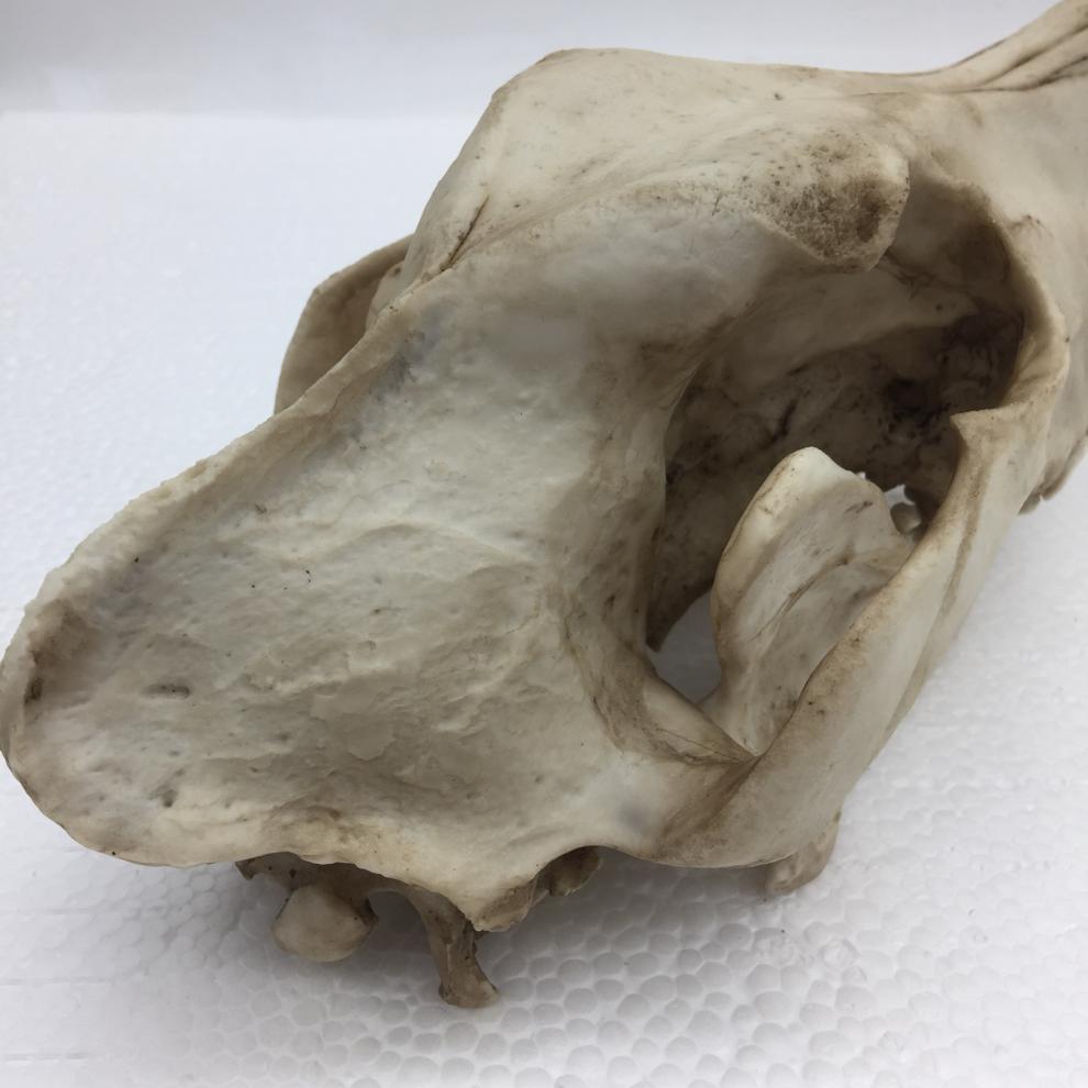 赤槿高档轻奢定制送同事朋友商场同款动物狼头骨模型标本化石绘画教学