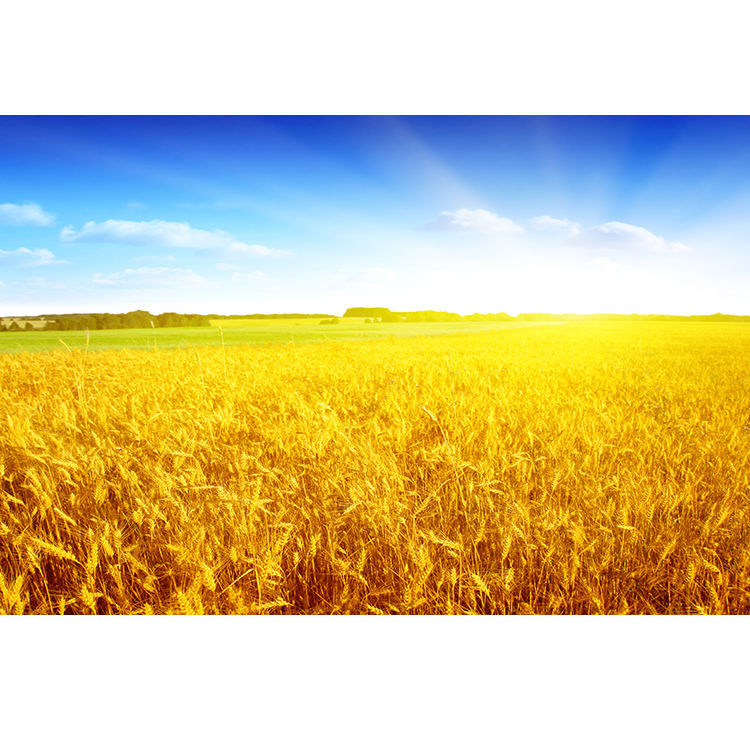 金色麦穗阳光下麦田风景海报画稻田秋收图蓝天白云装饰客厅挂贴画