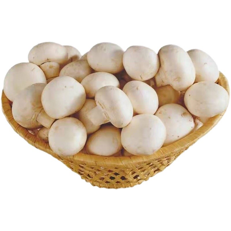 口蘑新鲜白蘑菇双孢菇蔬菜生鲜3斤