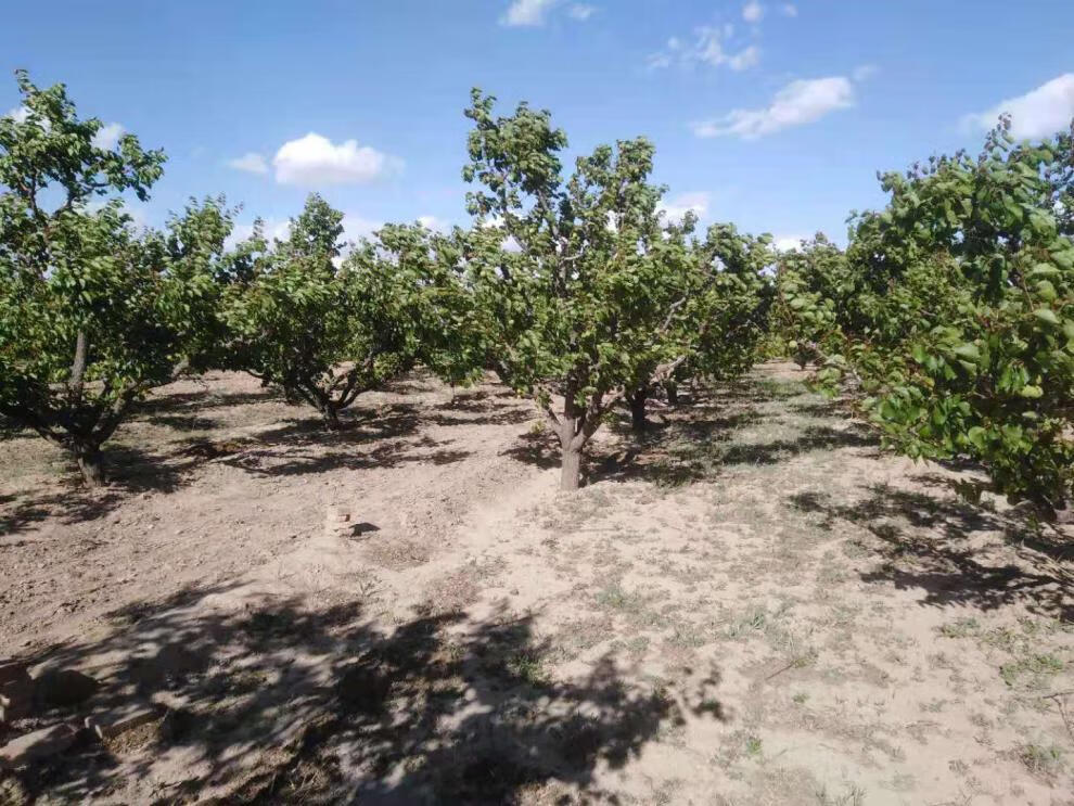 颜曼箐 顺丰 露天大黄杏新鲜现摘阳高大接杏山西杏子孕妇酸甜水果多汁